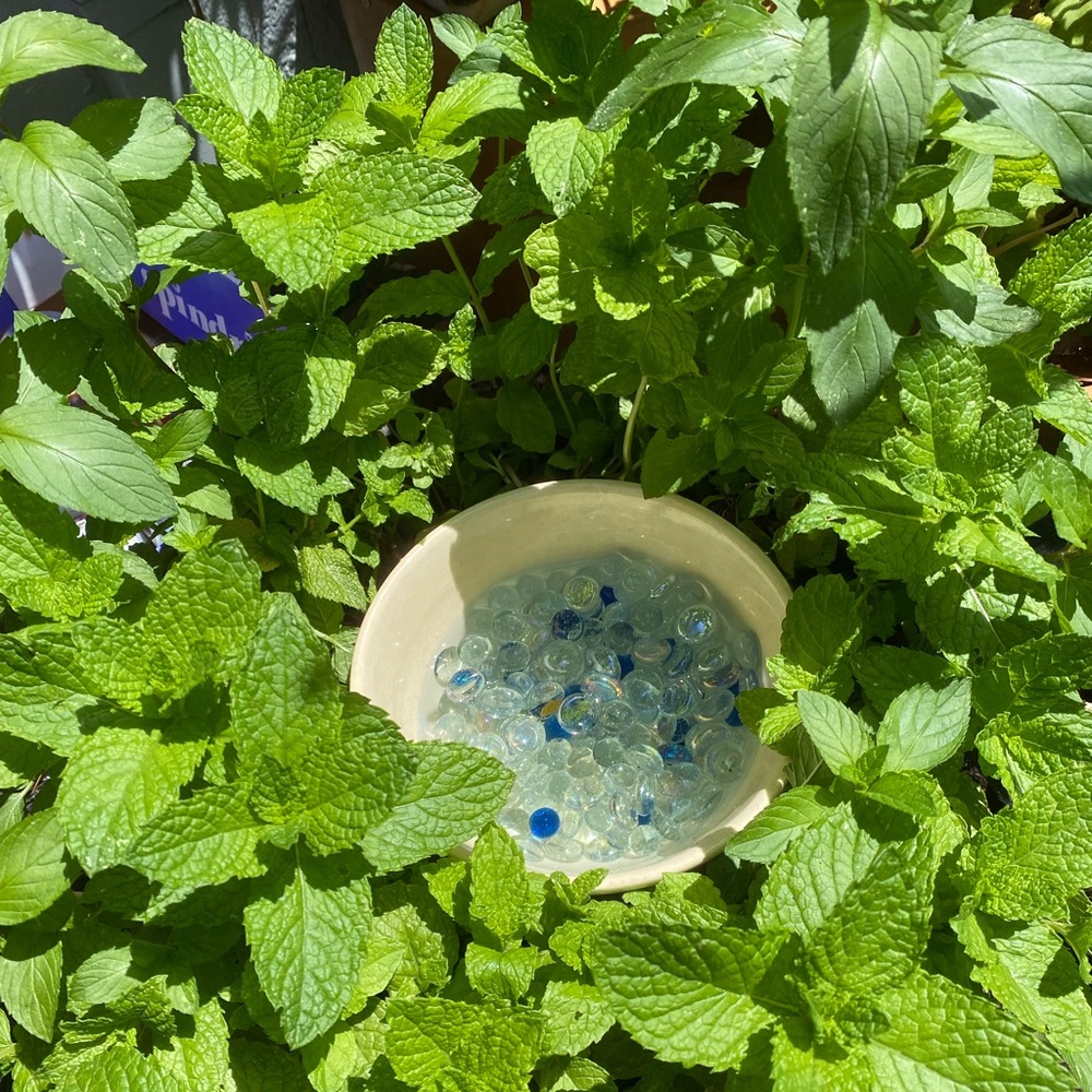 Meet your Posher, Rose